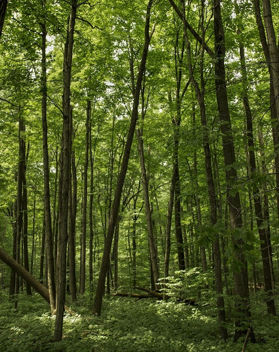Kurtz Woods State Natural Area