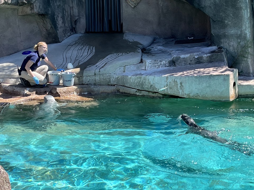 Harbor Seal Exhibit