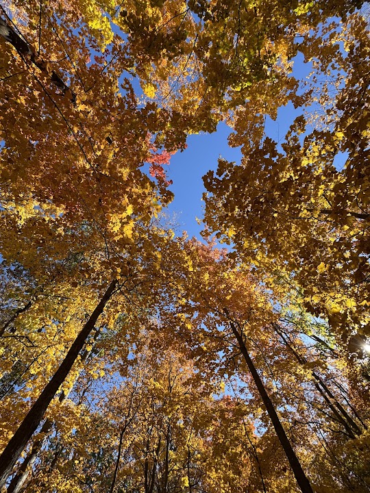 Forest Exploration Center