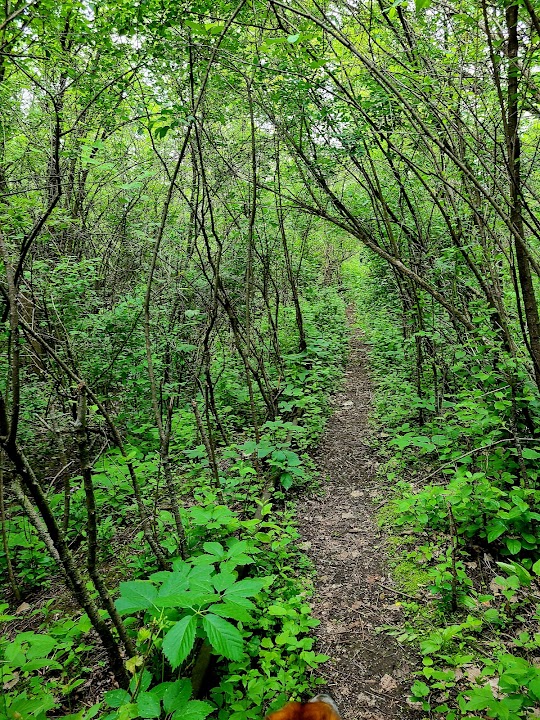Sanctuary Woods