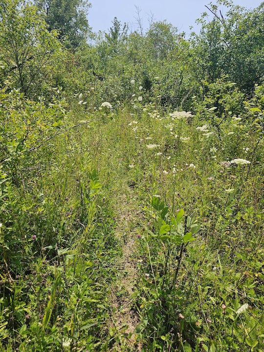 Cedarburg Bog Watts Lake Trails