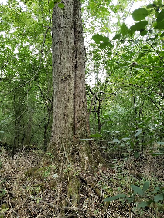 Little Menomonee Nature Preserve