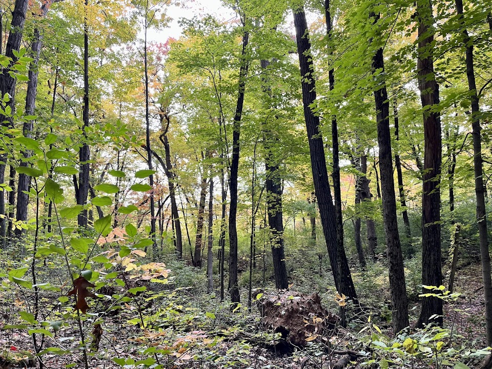 Lois Jensen Nature Preserve