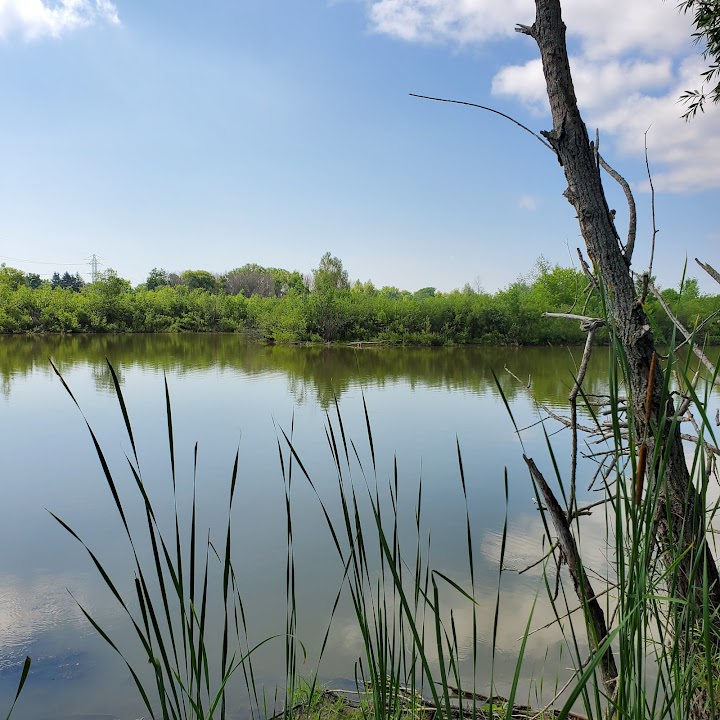 Trinity Creek Wetland Habitat
