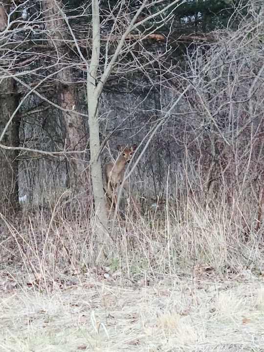 Forest View Park